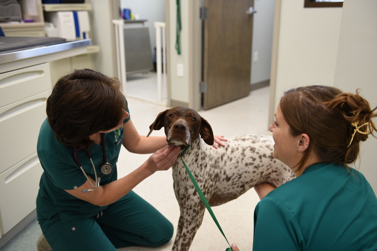 HighQuality Vet Hospital in Summerville, SC Cane Bay Veterinary Clinic